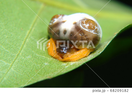 トリノフンダマシ(メス) トリノフンダマシ(メス) 68209182