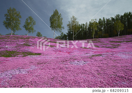 滝上芝桜公園 68209315