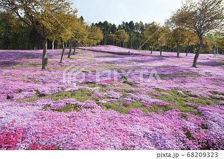 滝上芝桜公園 68209323