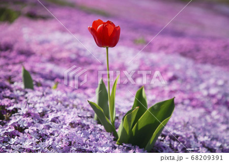 滝上芝桜公園 68209391