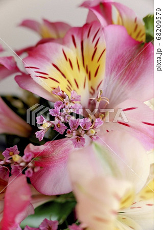 アルストロメリア アルストロメリア 68209579