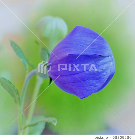 キキョウ キキョウ 68209580