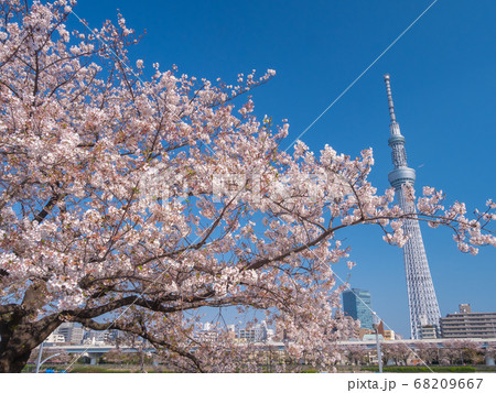 4月東京　東京スカイツリーと隅田公園の桜 68209667