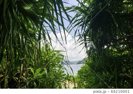 奄美の植物 68210001