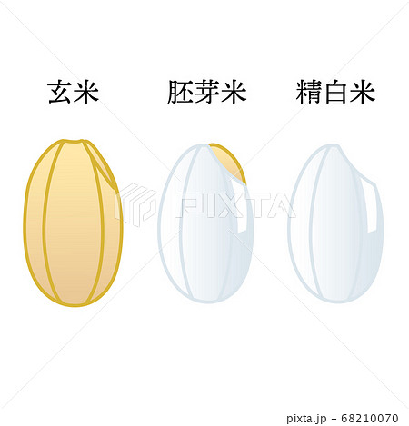 米粒イラスト 玄米 胚芽米 白米のイラスト素材
