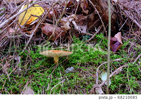 アミハナイグチ 68210085