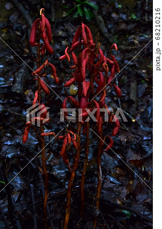 ツチアケビ ツチアケビ 68210216