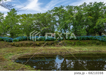 八木崎公園のアジサイ 68210398