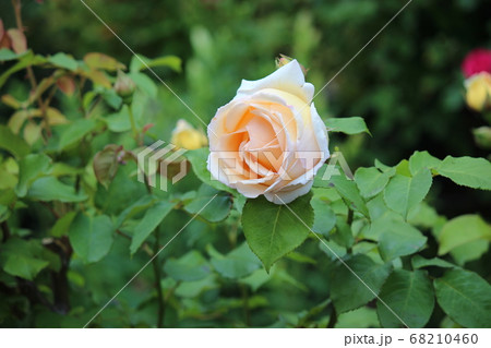 バラ　赤　ピンク　薔薇 68210460