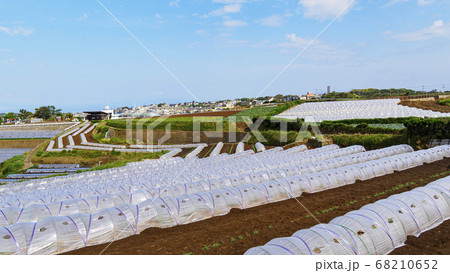 湘南の大地の三浦半島の初夏の畑(キャベツ、大根、かぼちゃ) 湘南の大地の三浦半島の初夏の畑(キャベツ、大根、かぼちゃ) 68210652