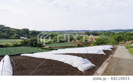 湘南の大地の三浦半島の初夏の畑（キャベツ、大根、かぼちゃ） 68210653