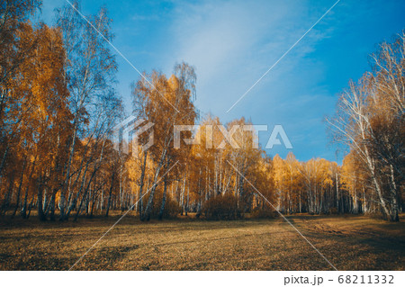 dry grass, scorched earth. Drought as a threat of forest fires. Autumn period, harvest time, preparation for winter dry grass, scorched earth. Drought as a threat of forest fires. Autumn period, harvest time, preparation for winter 68211332