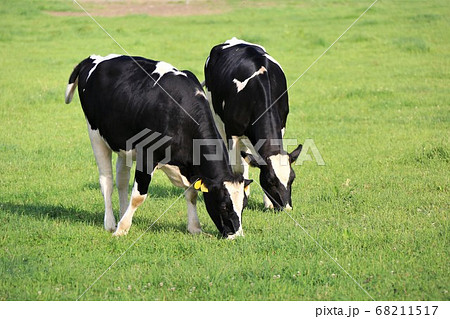 ホルスタイン牛 68211517