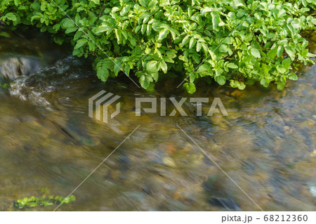 水草が茂る水辺の自然 68212360