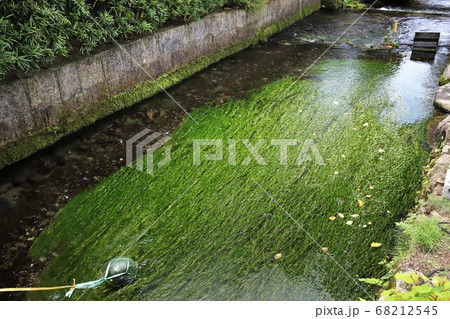 醒ヶ井　梅花藻 68212545