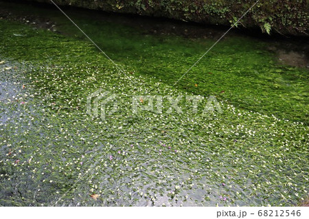 醒ヶ井　梅花藻 68212546