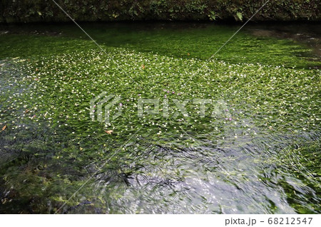 醒ヶ井　梅花藻 68212547