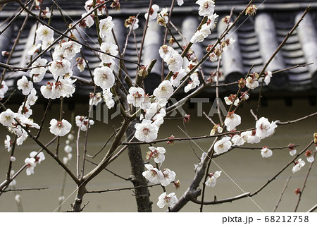 梅の花と瓦屋根の写真素材 [68212758] - PIXTA