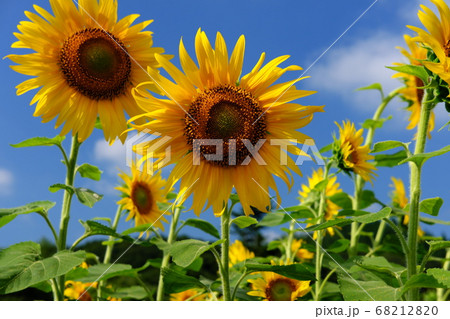 夏の晴れた日のひまわり畑の写真素材 61