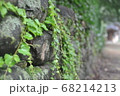 植物 緑 緑色 68214213