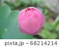 蓮 花 花びら 68214214