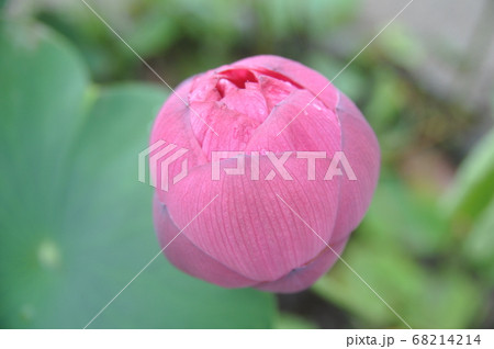 蓮 花 花びら 68214214