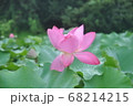 蓮 池 植物 68214215