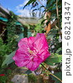 花 植物 緑 68214347