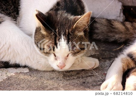 鶴見線昭和駅にいる野良猫（7） 68214810