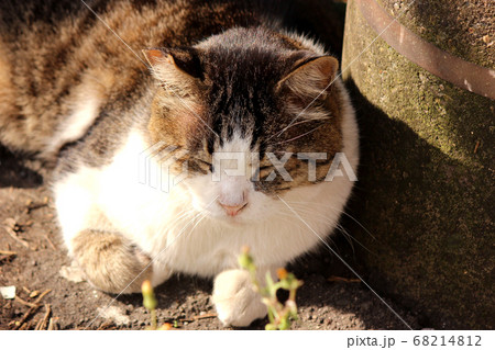 鶴見線昭和駅にいる野良猫（8） 68214812
