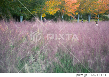 風景 植物 フル 68215161