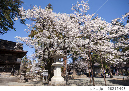 桜が映える春の恵林寺の写真素材