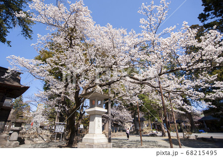 桜が映える春の恵林寺 68215495