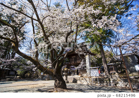 桜が映える春の恵林寺の写真素材