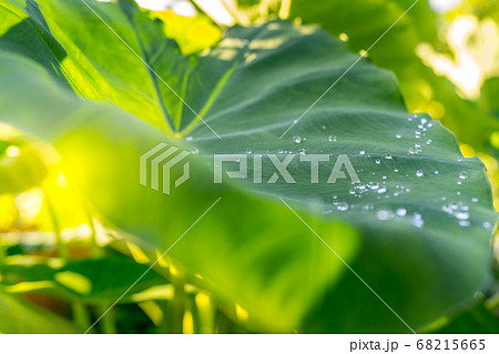 雨上がりの日差しと里芋の葉 雨上がりの日差しと里芋の葉 68215665