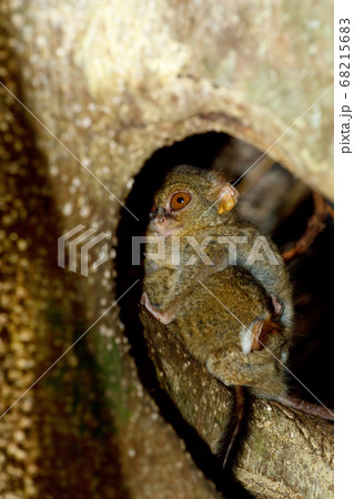 Tarsius spectrum,Tangkoko National Park, Sulawesi Tarsius spectrum,Tangkoko National Park, Sulawesi 68215683