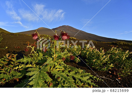 富士山二ツ塚ハイキングコースに咲くフジアザミの花に宝永山と山頂 富士山二ツ塚ハイキングコースに咲くフジアザミの花に宝永山と山頂 68215699