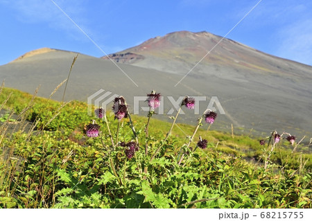 富士山二ツ塚ハイキングコースに咲くフジアザミの花に宝永山と山頂 富士山二ツ塚ハイキングコースに咲くフジアザミの花に宝永山と山頂 68215755
