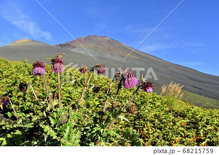富士山二ツ塚ハイキングコースに咲くフジアザミの花に宝永山と山頂 富士山二ツ塚ハイキングコースに咲くフジアザミの花に宝永山と山頂 68215759