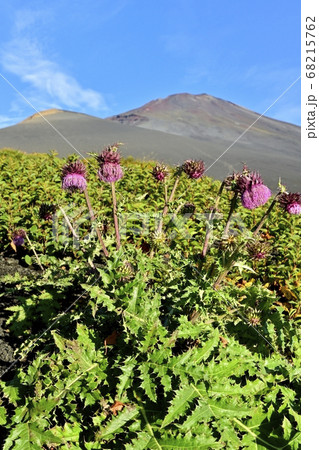 富士山二ツ塚ハイキングコースに咲くフジアザミの花に宝永山と山頂 富士山二ツ塚ハイキングコースに咲くフジアザミの花に宝永山と山頂 68215762