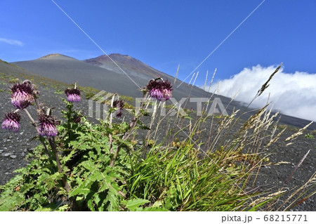 富士山二ツ塚ハイキングコースに咲くフジアザミの花に宝永山と山頂に斜面を湧き上がる雲 富士山二ツ塚ハイキングコースに咲くフジアザミの花に宝永山と山頂に斜面を湧き上がる雲 68215771