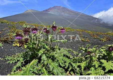 富士山二ツ塚ハイキングコースに咲くフジアザミの花に宝永山と山頂に斜面を湧き上がる雲 富士山二ツ塚ハイキングコースに咲くフジアザミの花に宝永山と山頂に斜面を湧き上がる雲 68215774