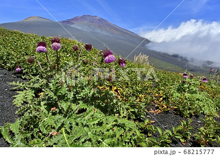 富士山二ツ塚ハイキングコースに咲くフジアザミの花に宝永山と山頂に斜面を湧き上がる雲 68215777