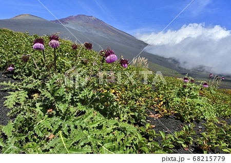 富士山二ツ塚ハイキングコースに咲くフジアザミの花に宝永山と山頂に斜面を湧き上がる雲 富士山二ツ塚ハイキングコースに咲くフジアザミの花に宝永山と山頂に斜面を湧き上がる雲 68215779