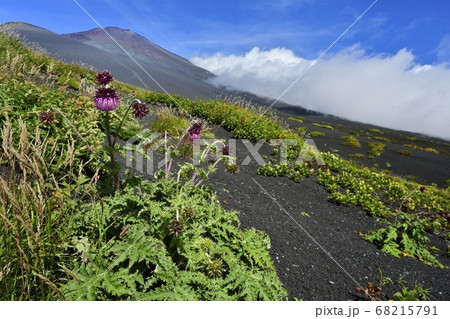富士山二ツ塚ハイキングコースに咲くフジアザミの花に宝永山と山頂に斜面を湧き上がる雲 富士山二ツ塚ハイキングコースに咲くフジアザミの花に宝永山と山頂に斜面を湧き上がる雲 68215791