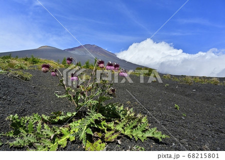 富士山二ツ塚ハイキングコースに咲くフジアザミの花に宝永山と山頂に斜面を湧き上がる雲 富士山二ツ塚ハイキングコースに咲くフジアザミの花に宝永山と山頂に斜面を湧き上がる雲 68215801