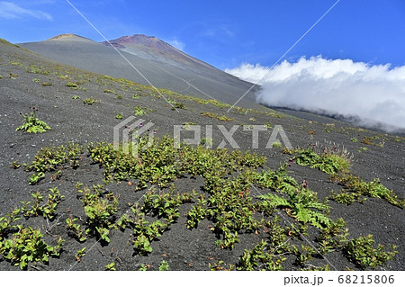 富士山二ツ塚ハイキングコースに咲くフジアザミの花に宝永山と山頂に斜面を湧き上がる雲 富士山二ツ塚ハイキングコースに咲くフジアザミの花に宝永山と山頂に斜面を湧き上がる雲 68215806