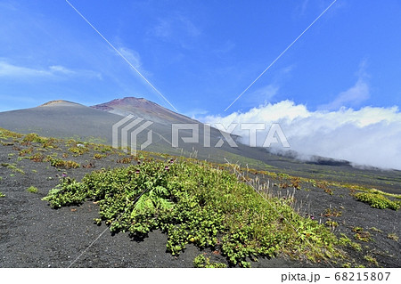 富士山二ツ塚ハイキングコースに咲くフジアザミの花に宝永山と山頂に斜面を湧き上がる雲 富士山二ツ塚ハイキングコースに咲くフジアザミの花に宝永山と山頂に斜面を湧き上がる雲 68215807