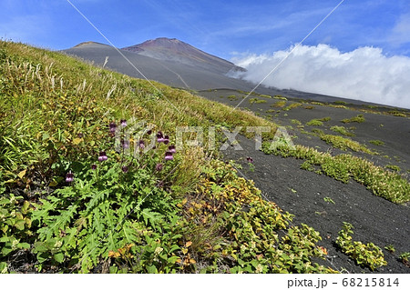 富士山二ツ塚ハイキングコースに咲くフジアザミの花に宝永山と山頂に斜面を湧き上がる雲 富士山二ツ塚ハイキングコースに咲くフジアザミの花に宝永山と山頂に斜面を湧き上がる雲 68215814