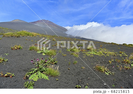 富士山二ツ塚ハイキングコースに咲くフジアザミの花に宝永山と山頂に斜面を湧き上がる雲 68215815